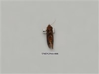 藏品(夜蛾288)的圖片